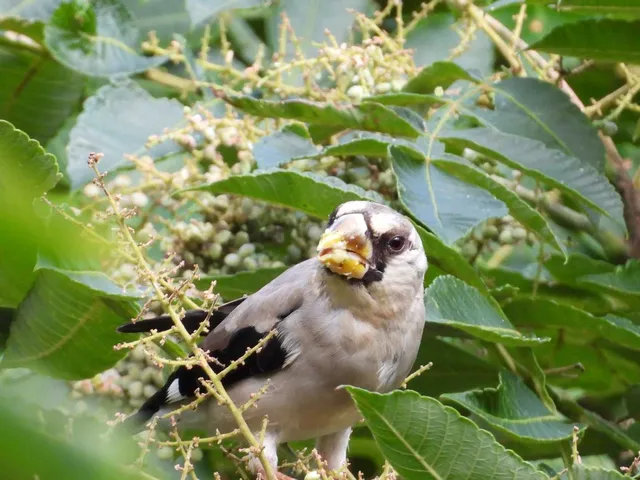 Species Image