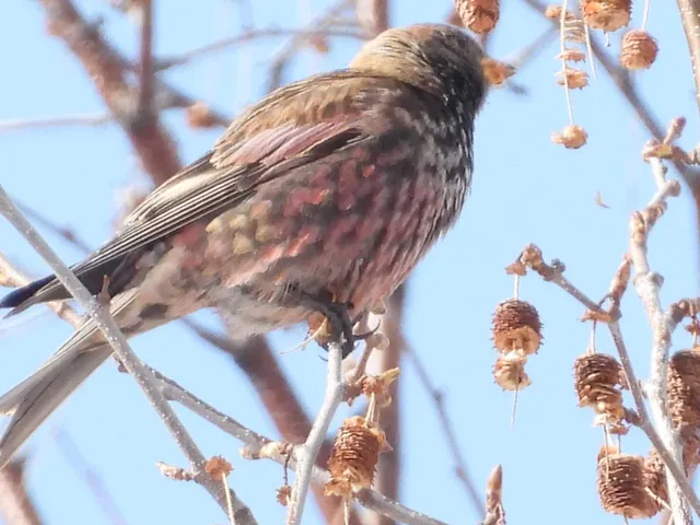 Species Image