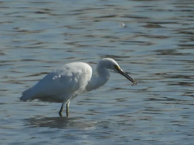 Species Image
