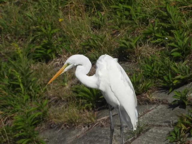 Species Image
