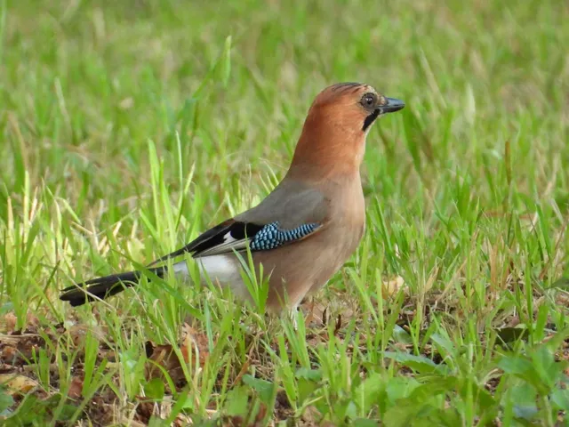 Species Image