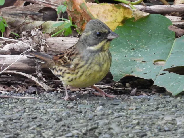 Species Image