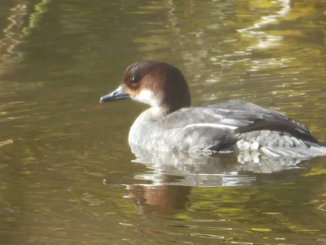 Species Image