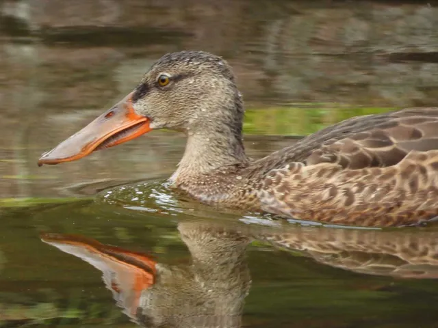 Species Image