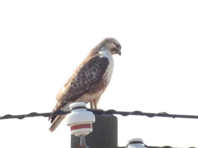 Species Image