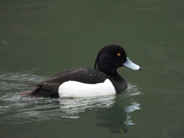 Species Image