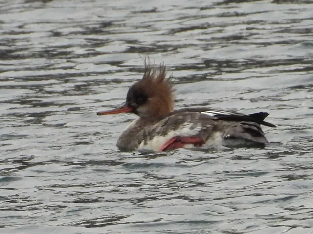Species Image
