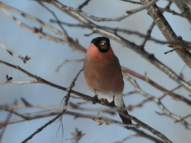 Species Image