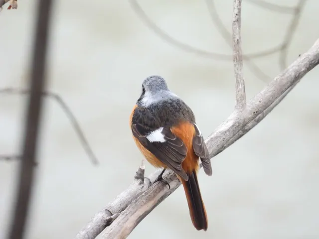 Species Image