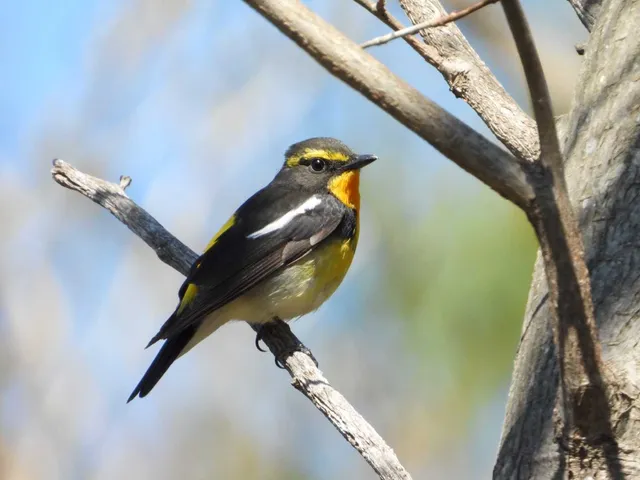 Species Image