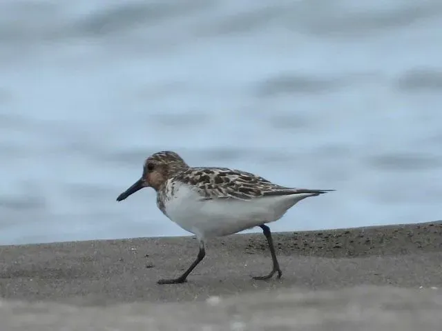 Species Image