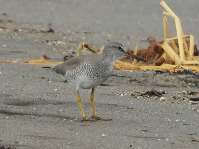 Species Image