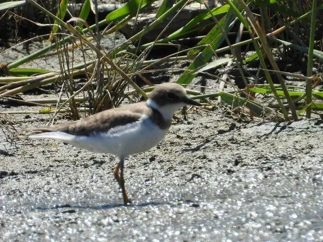 Species Image
