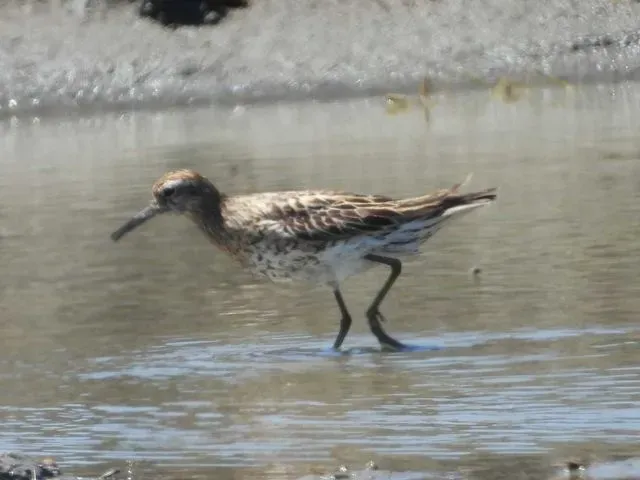 Species Image