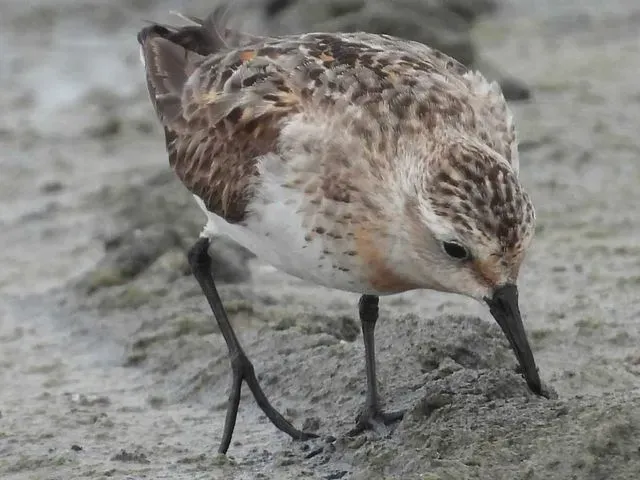 Species Image