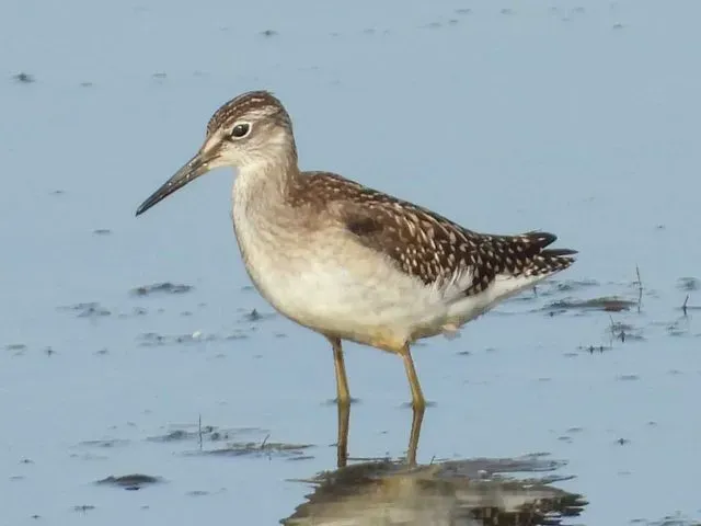Species Image