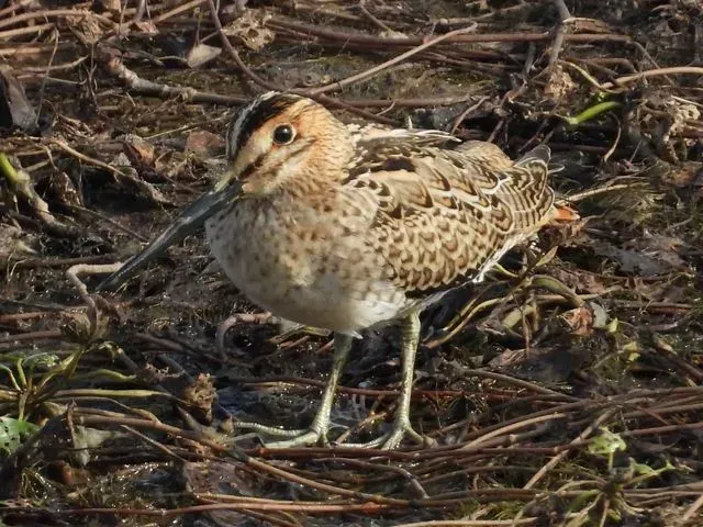 Species Image