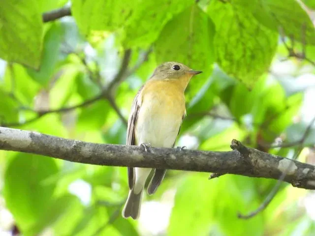 Species Image