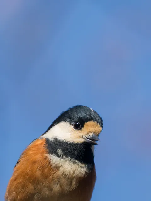 Species Image