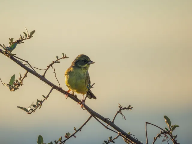 Species Image
