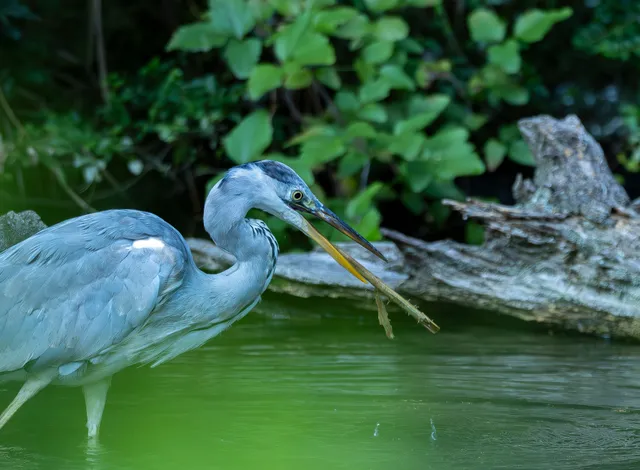 Species Image