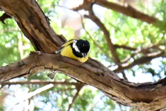 Species Image