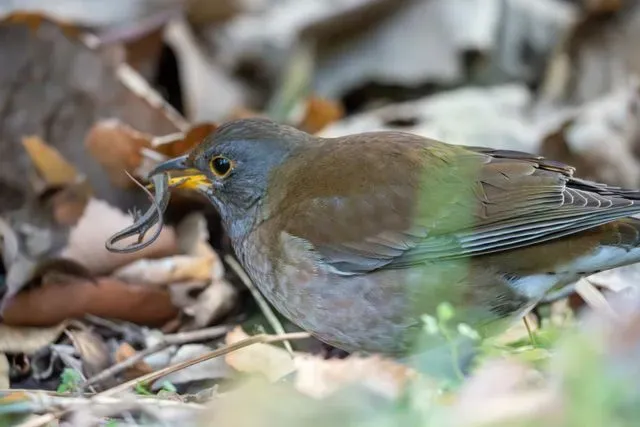 Species Image