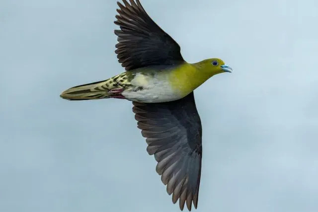 Species Image