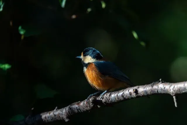 Species Image