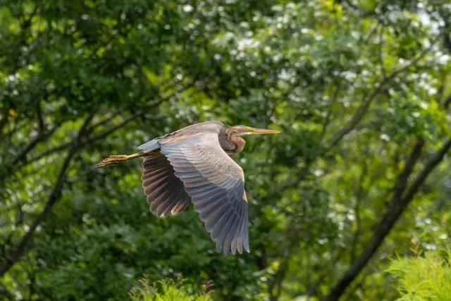 Species Image