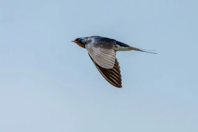 Species Image
