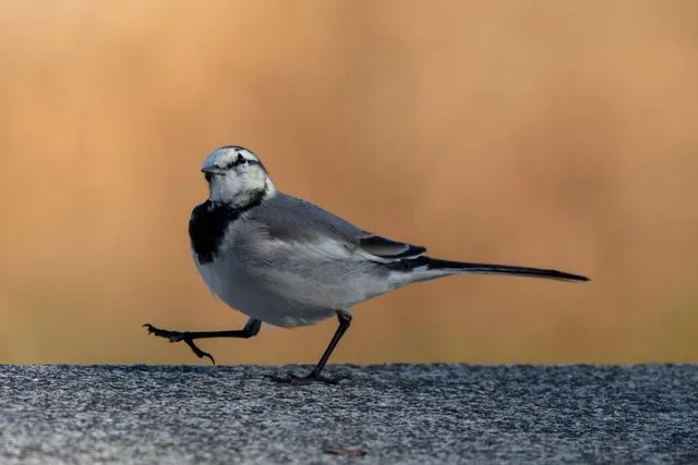 Species Image