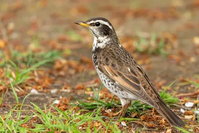 Species Image