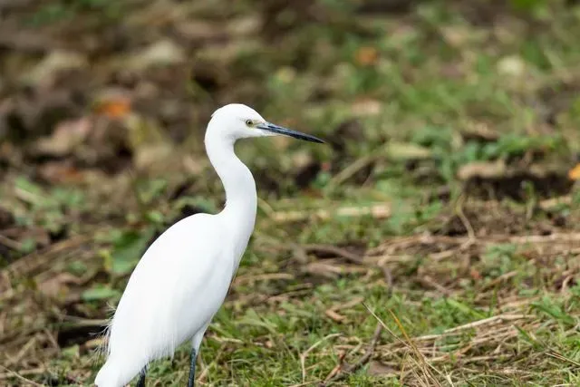 Species Image