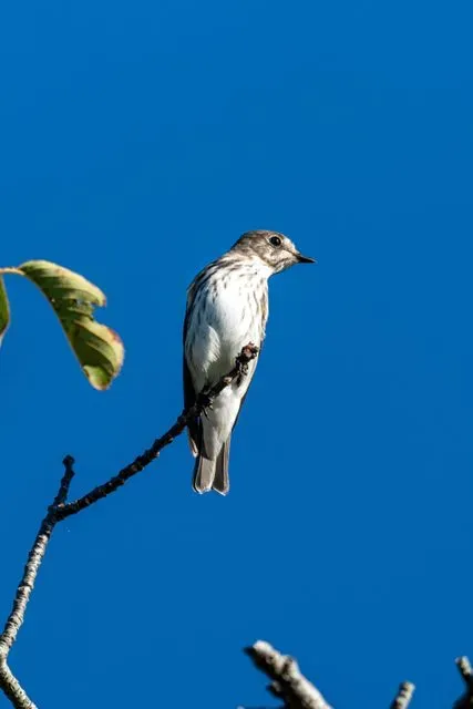 Species Image