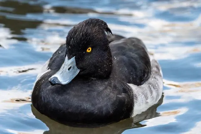 Species Image