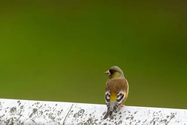 Species Image