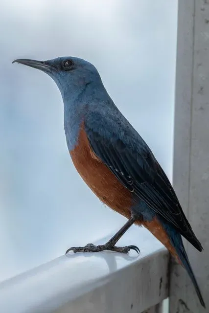 Species Image
