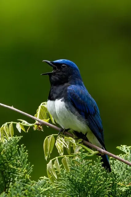 Species Image