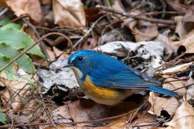 Species Image