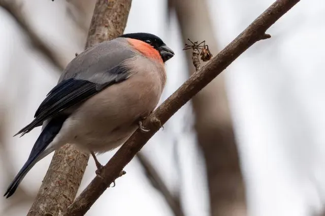 Species Image