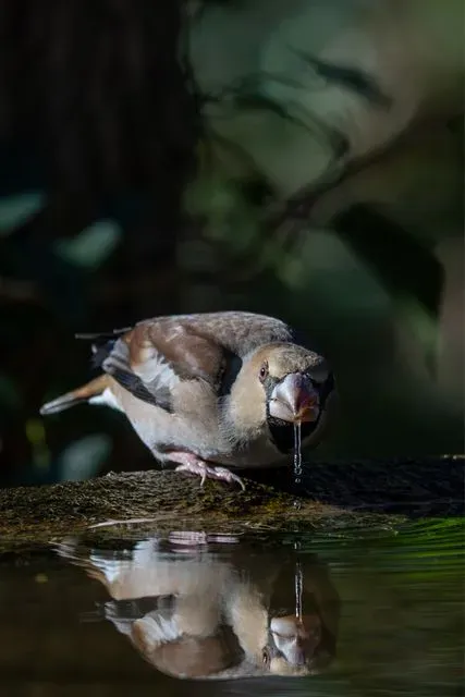 Species Image