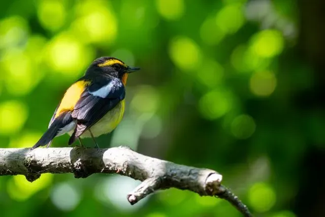 Species Image