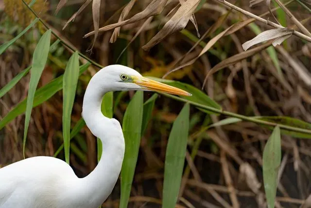 Species Image