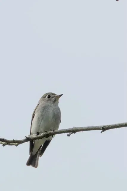 Species Image