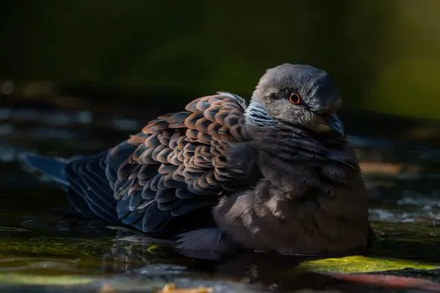 Species Image