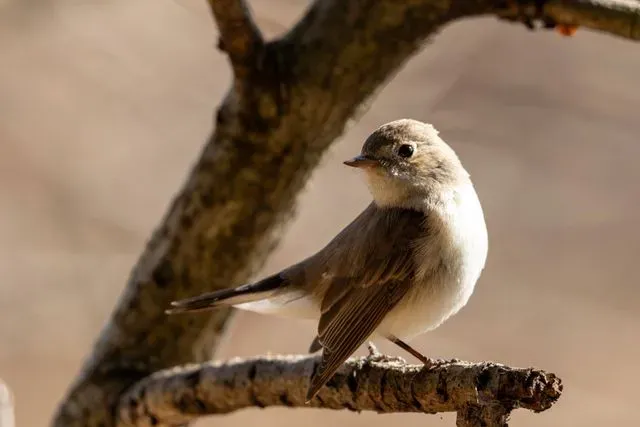 Species Image