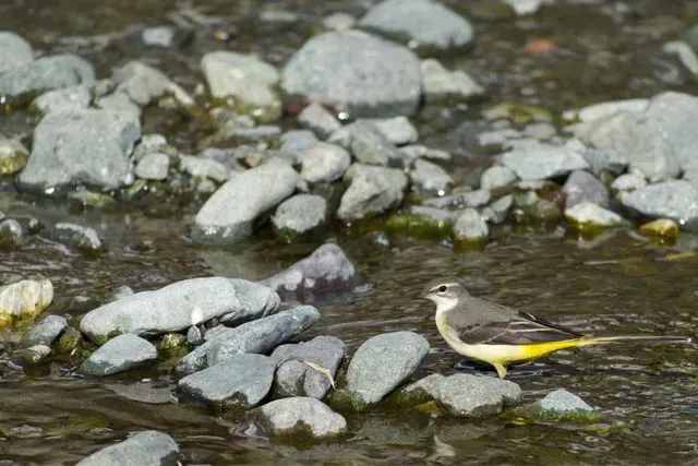 Species Image