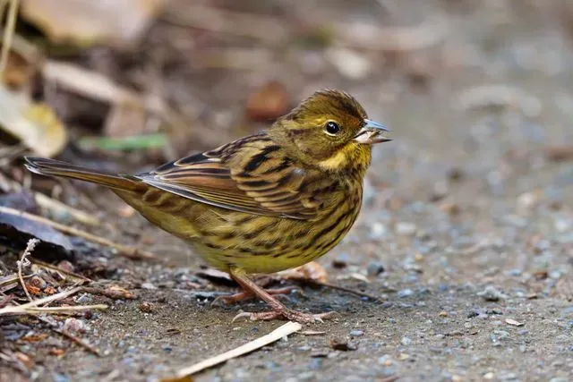 Species Image