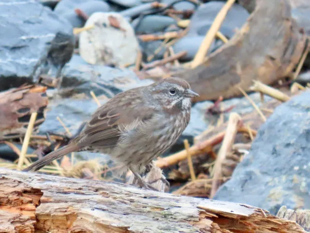 Species Image